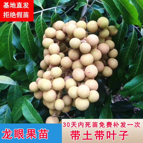 石硖龙眼苗常绿嫁接桂圆当年结果