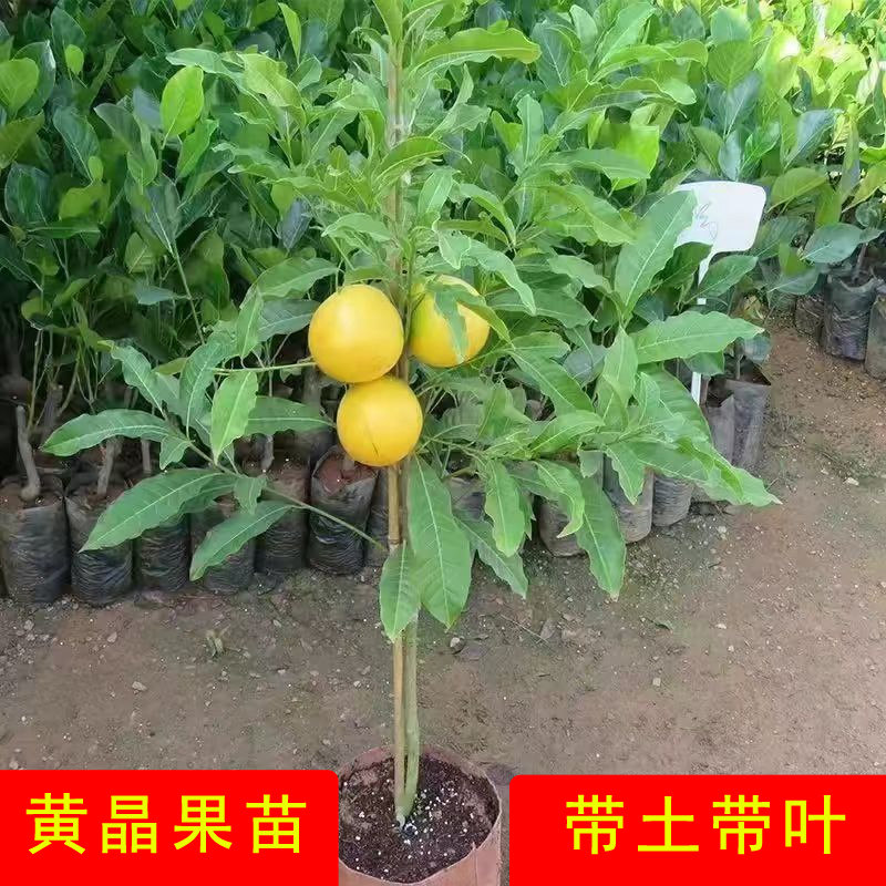 黄晶果嫁接苗黄宝石金大王耐寒