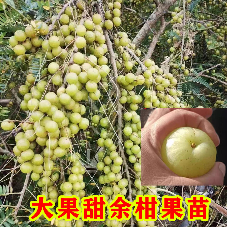 四季结果广东潮汕嫁接特级甜种油甘树苗赤皮余甘优质果苗大果柿饼