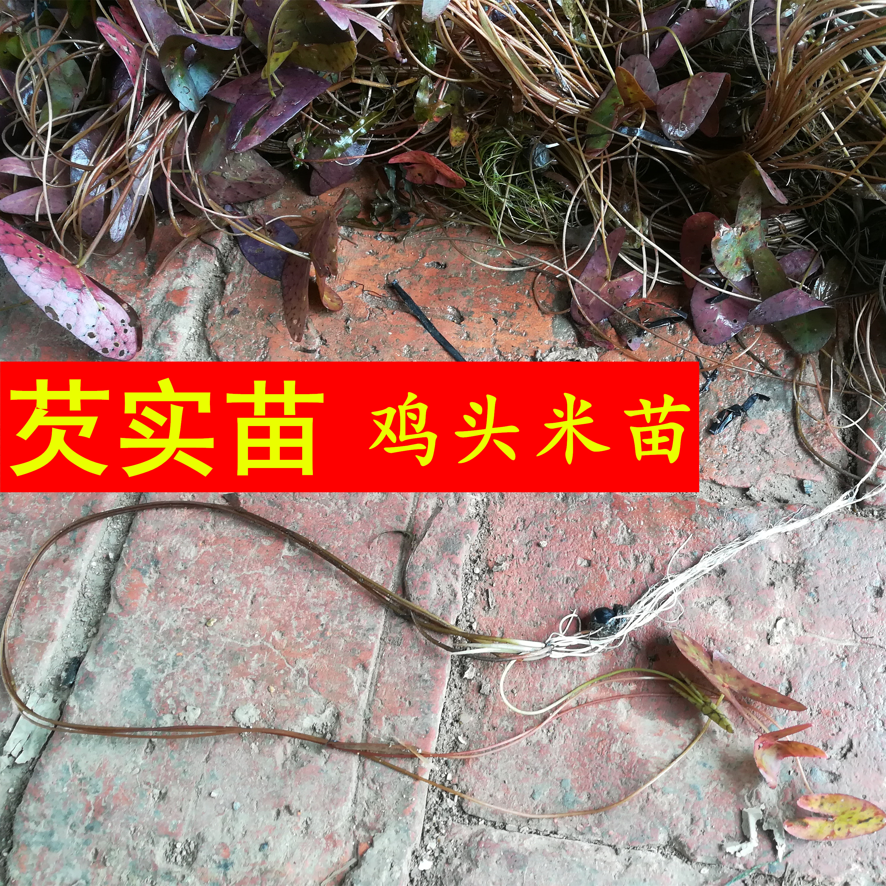 鸡头米苗 鸡头果种子 苏芡苗水生植物 带刺芡实种苗鸡头籽子苗