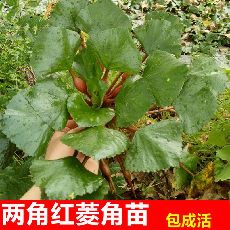 池塘水生植物菱角种苗