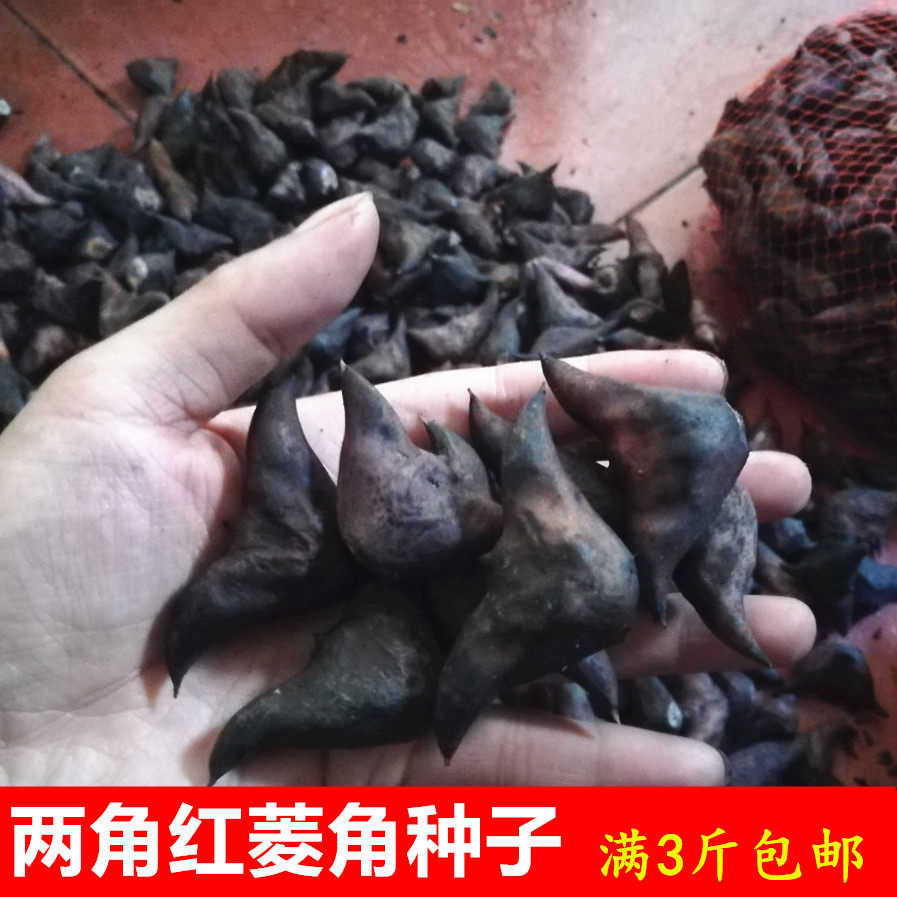 两角红菱角种苗 四角红凌角种子 红棱角种苗 野生带壳菱角种苗