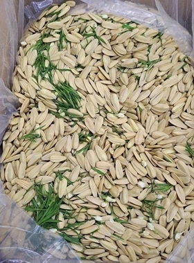 【新店开业！半斤装】茉莉花茶味瓜子花茶香葵花籽茉莉花瓜子零食