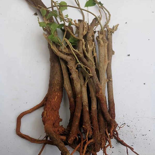 老苗论捆卖黑龙坡园艺场