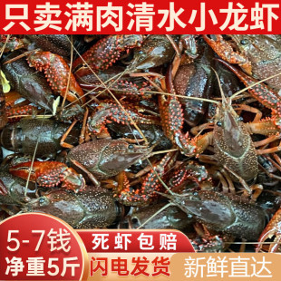 5斤清水小龙虾鲜活567钱大虾活虾稻田龙虾生态淡水养殖顺丰包邮