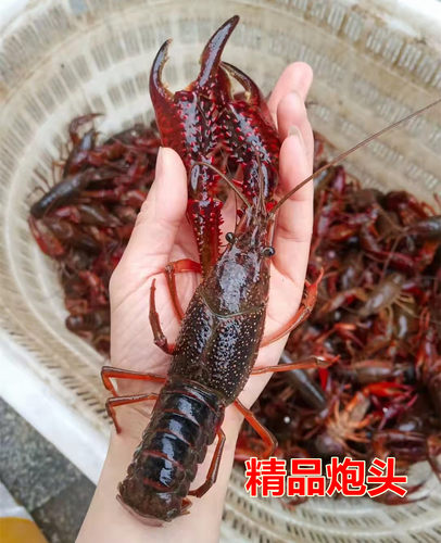 一两以上炮头精品鲜活特大小龙虾超大10钱两虾红壳清水养殖活虾