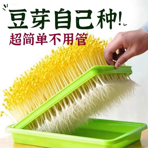 蒜苗蒜黄种植盆发豆芽菜芽苗