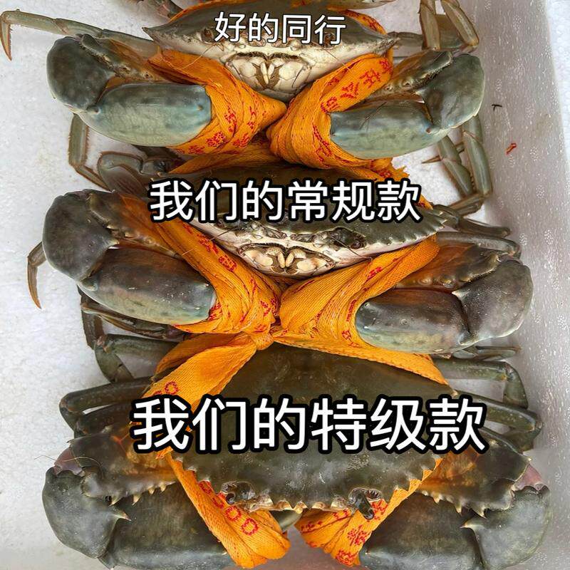 5只4斤鲜活特大青蟹菜鲟野生大公蟹螃蟹非母蟹红树林青蟹海鲜礼盒