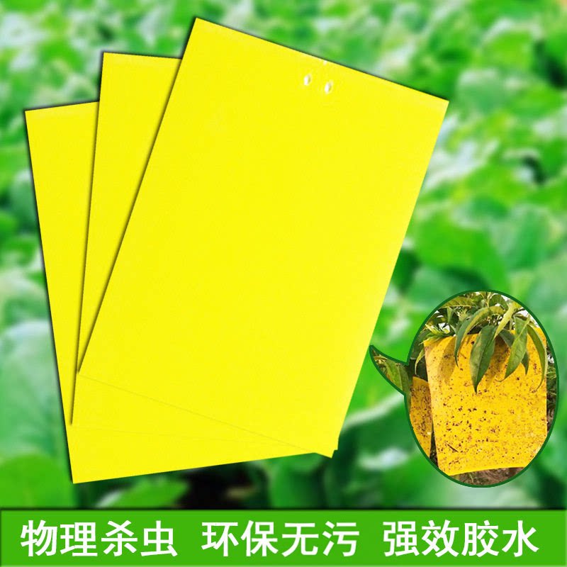双面粘虫板贴纸有效灭杀小飞虫沾果蝇诱捕工具捉蚊子苍蝇大棚黄板