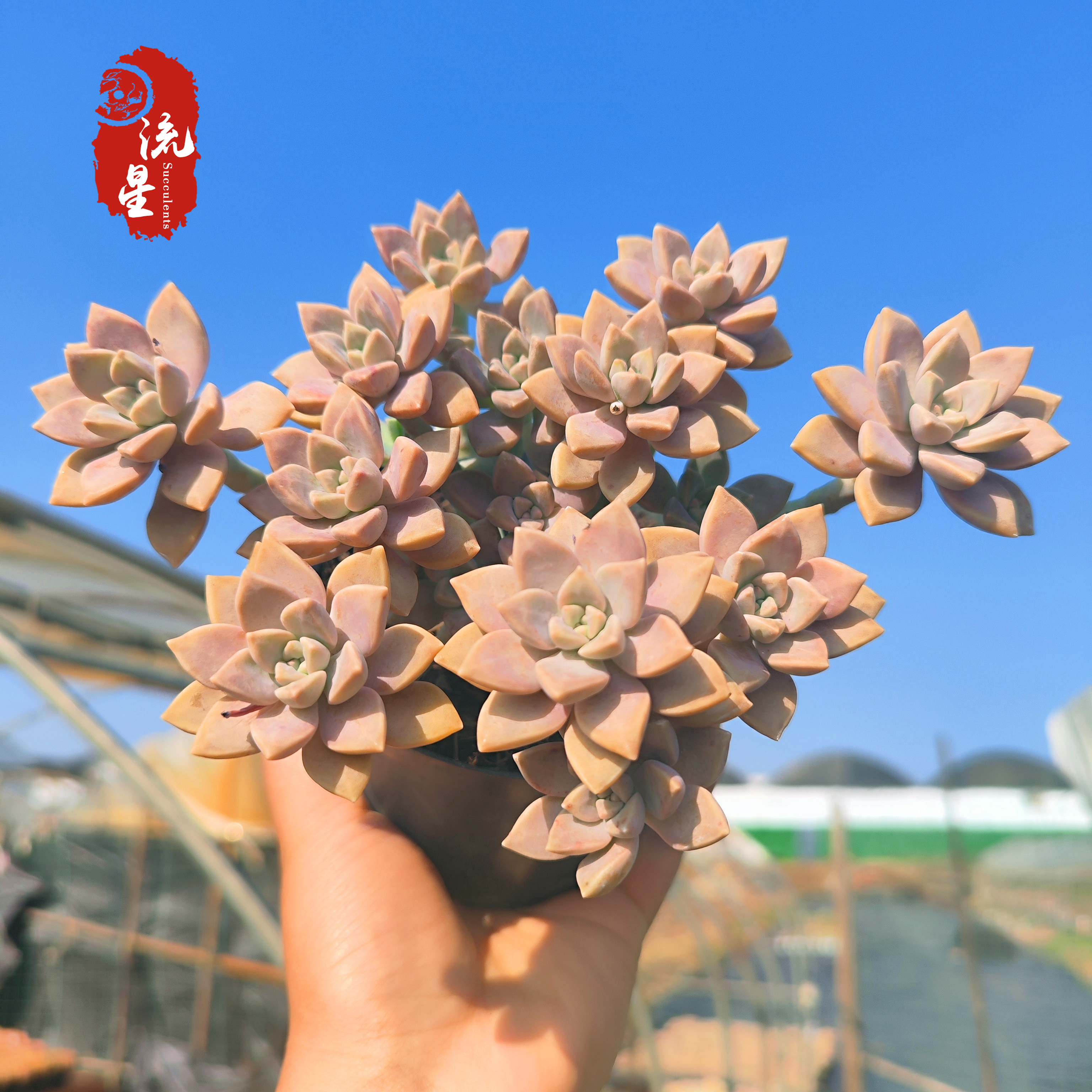 阿伦陪 多肉植物整桩多头老桩有造型好养状态好云南昆明基地直发