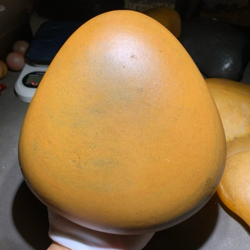 新疆戈壁沙漠漆地表籽料原石摆件天然石形品相完好高密度颜色金黄