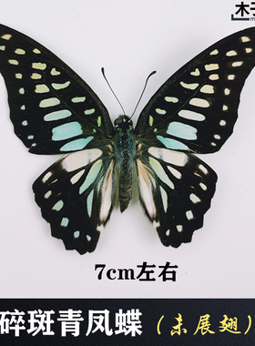 碎斑青凤蝶 真蝴蝶标本未展翅原蝶昆虫幼儿教学摄影道具包邮