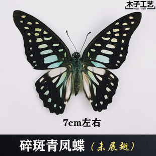 碎斑青凤蝶 真蝴蝶标本未展翅原蝶昆虫幼儿教学摄影道具包邮