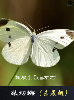 菜粉蝶 真蝴蝶标本未展翅原蝶杂蝶昆虫幼儿园教学摄影道具 包邮