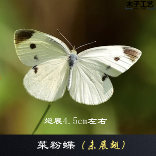 菜粉蝶 真蝴蝶标本未展翅原蝶杂蝶昆虫幼儿园教学摄影道具 包邮