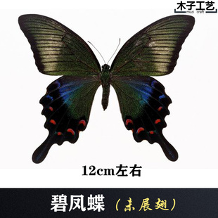 碧凤蝶 真蝴蝶标本未展翅原蝶昆虫幼儿教学摄影道具 包邮