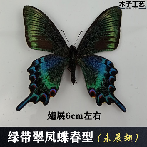 绿带翠凤蝶春型 真蝴蝶标本未展翅原蝶昆虫幼儿教学摄影道具包邮