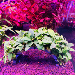 新品水榕类拱桥水草沉底造景小型鱼缸淡水新手好养的阴性植物增氧