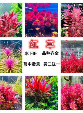 红色水草水下叶红蝴蝶红雨伞大红叶红菊红松尾小红莓紫丁香红宫廷