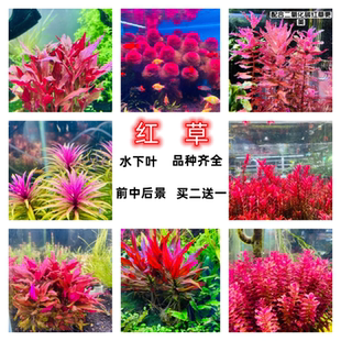 红色水草水下叶红蝴蝶红雨伞大红叶红菊红松尾小红莓紫丁香红宫廷