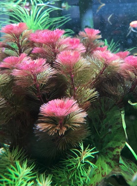 红色好养水草红菊绿菊会开花坨草鲜艳易活无需二氧化碳的红色水草