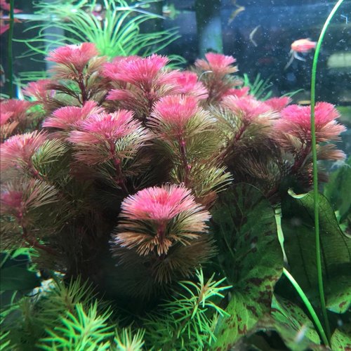 红色红菊会开花好养不用二氧化碳