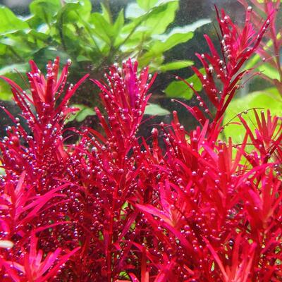 新加坡血红宫廷水草好养水下叶
