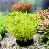 迷你羽毛狐尾羽毛绿羽毛红羽毛坨草水草鱼缸净水新手懒人养鱼后景