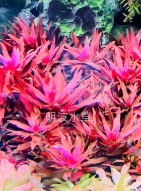 大红叶不用二氧化碳红色水草鱼缸淡水新手易养水下水上都可以种植