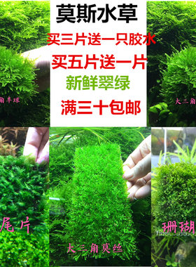 新手水草莫斯火焰松茸垂泪珊瑚