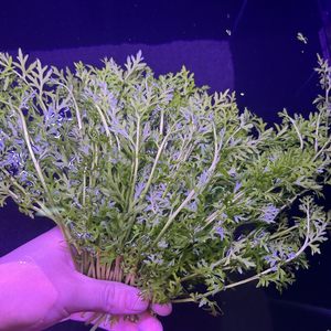 水草水面漂浮水芹雷龙水草入门草