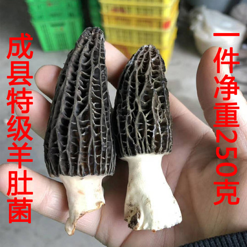 农民小段羊肚菌顺丰包邮