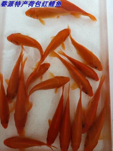 婺源荷包红鲤鱼食用观赏淡水
