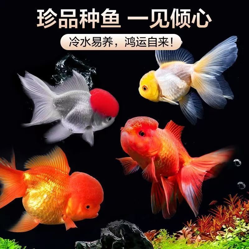 冷水鹦鹉鱼招财鱼黄金白金锦鲤鱼黑草金风水鱼金鱼冷水发财鱼兰寿