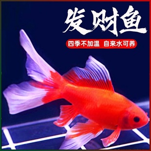 冷水鹦鹉鱼观赏鱼黄金白金龙凤锦鲤鱼黑草金淡水鱼金鱼冷水好养鱼