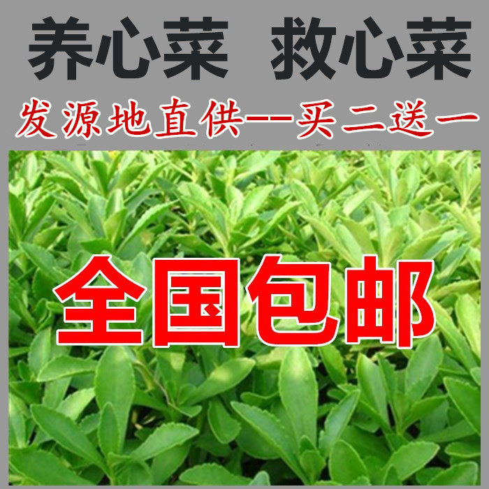 【春苗上市包邮】养心菜救心菜救心草高钙菜景天三七费菜种苗种子