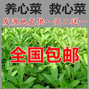 【春苗上市包邮】养心菜救心菜救心草高钙菜景天三七费菜种苗种子
