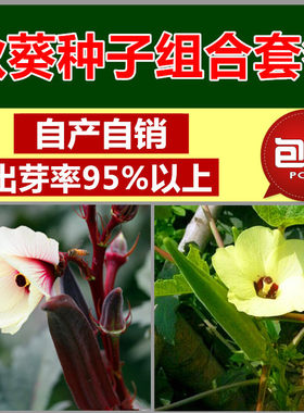 阳台菜园黄秋葵种子包邮