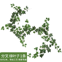 Однолистный ротанг длиной 1,8 метра.