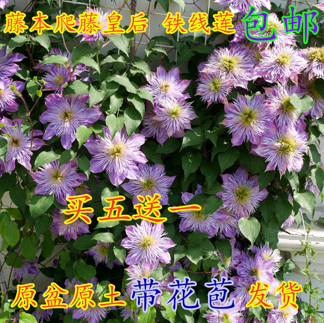 铁线莲盆栽花苗爬藤花卉约瑟芬大河新幻紫带花苞耐寒阳台庭院包邮