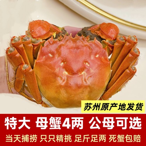 太湖生态大闸蟹正宗新鲜特大公母