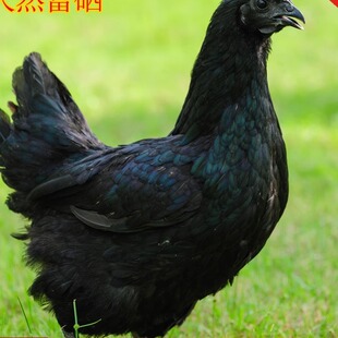 青青巴山农家笨鸡土鸡12个月万源 旧院黑鸡 老母鸡 月子鸡1250g