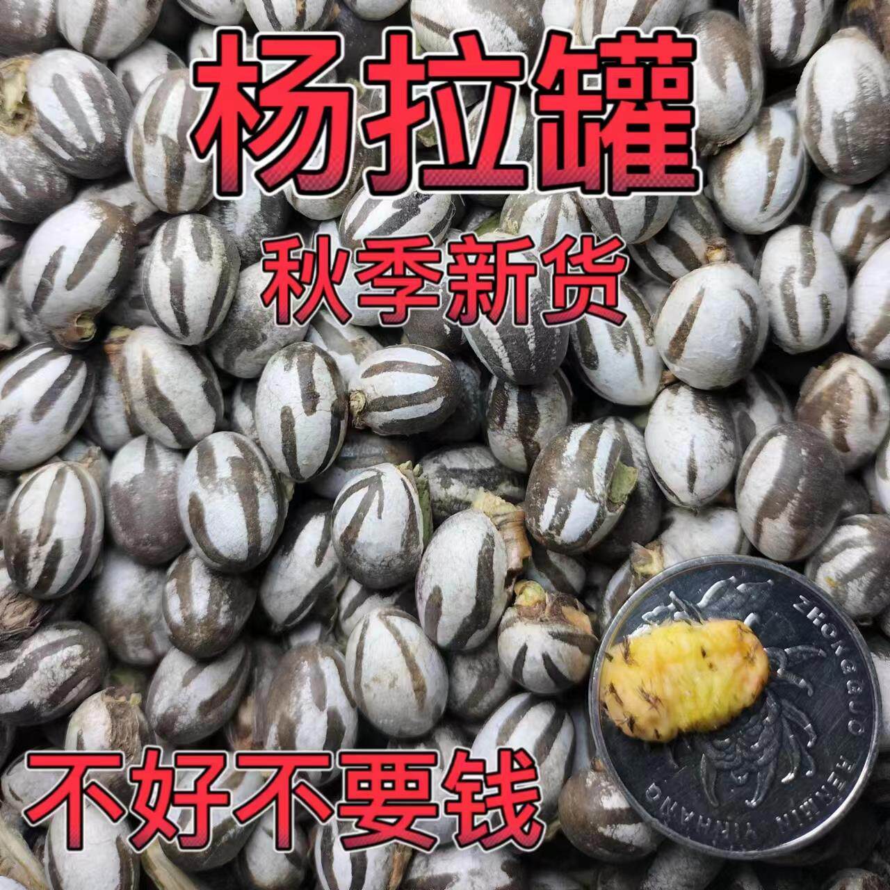 东北杨拉罐人吃钓鱼鱼饵洋辣子罐蛋坦克虫活体高蛋白营养增肥食用