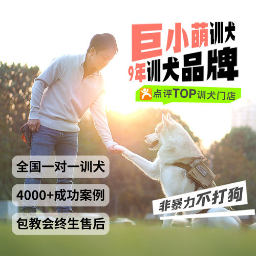 巨小萌在线一对一训犬定点随行