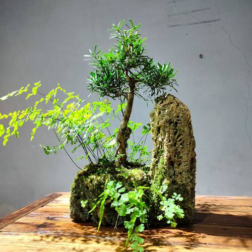 绿植室内盆栽吸水石菖蒲附石