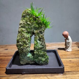 菖蒲附石盆景茶桌水培绿植吸水石苔藓微景观小盆栽室内植物