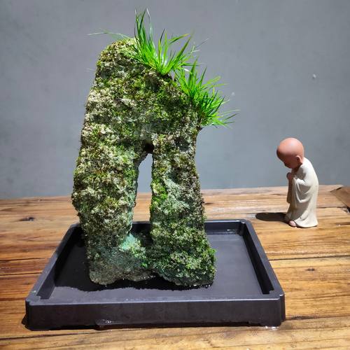 附石菖蒲小巧玲珑茶桌养眼点缀