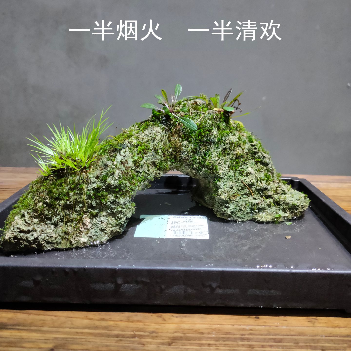 绿植室内盆栽吸水石菖蒲附石盆栽苔藓微景观办公室桌面水培水陆缸