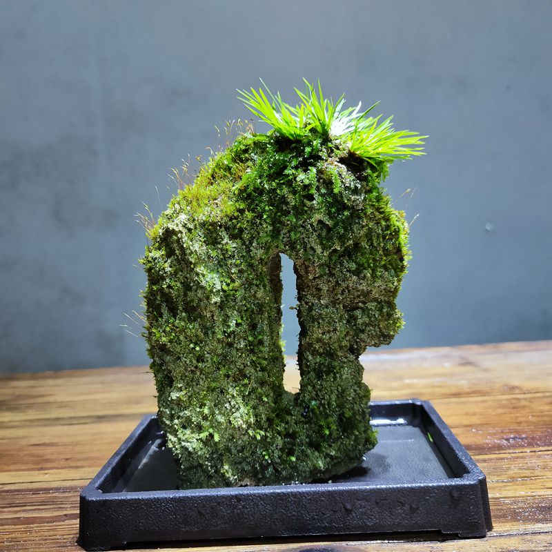 吸水石假山附石菖蒲苔藓微景观办公室桌面水培绿植水陆缸一物一拍