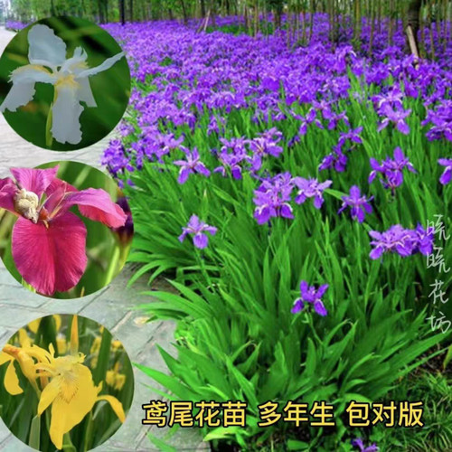 宿根蓝花鸢尾花苗庭院道路绿化苗